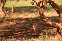 Varanus panoptes rubidus