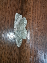 Dicrognophos sartata