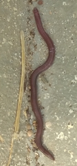 Blanus cinereus