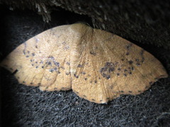 Hyposada brunnea