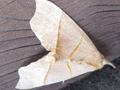 Gonepatica opalina