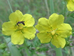 Potentilla chinensis