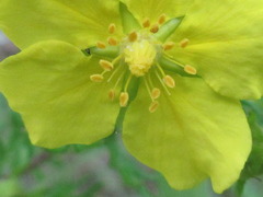 Potentilla chinensis