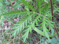 Potentilla chinensis