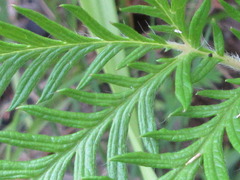 Potentilla chinensis