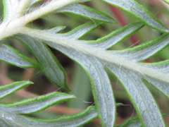 Potentilla chinensis