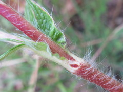 Potentilla chinensis