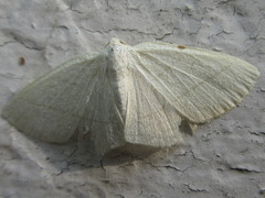 Parabapta clarissa