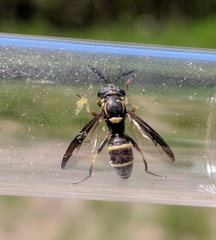 Sphiximorpha willistoni