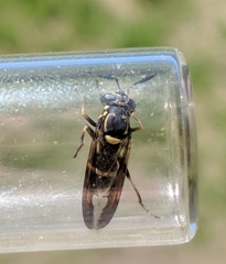 Sphiximorpha willistoni