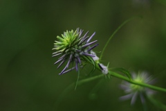 Phyteuma scheuchzeri