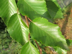 Carpinus turczaninovii