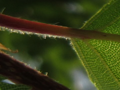 Carpinus turczaninovii