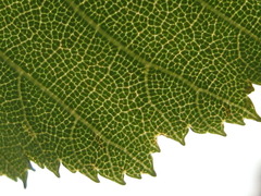 Carpinus turczaninovii