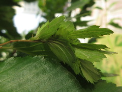 Carpinus turczaninovii