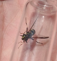 Sphiximorpha willistoni