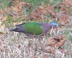 Chalcophaps indica natalis