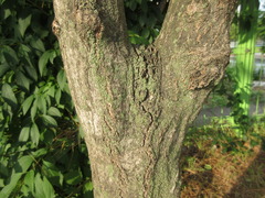 Carpinus turczaninovii