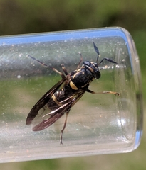 Sphiximorpha willistoni