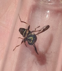 Sphiximorpha willistoni