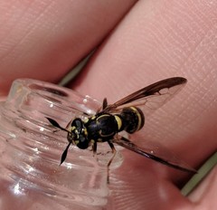 Sphiximorpha willistoni