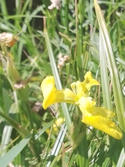 Iris pseudacorus