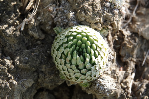 Orostachys chlorantha Fisch. 2