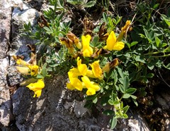 Chamaecytisus wulfii