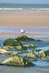 Larus argentatus