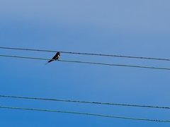 Hirundo rustica