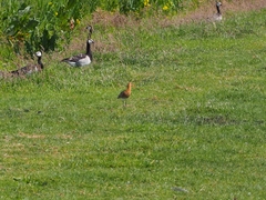 Limosa limosa