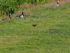 Limosa limosa