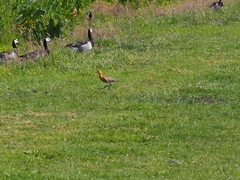 Limosa limosa