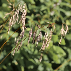 Bromus arvensis