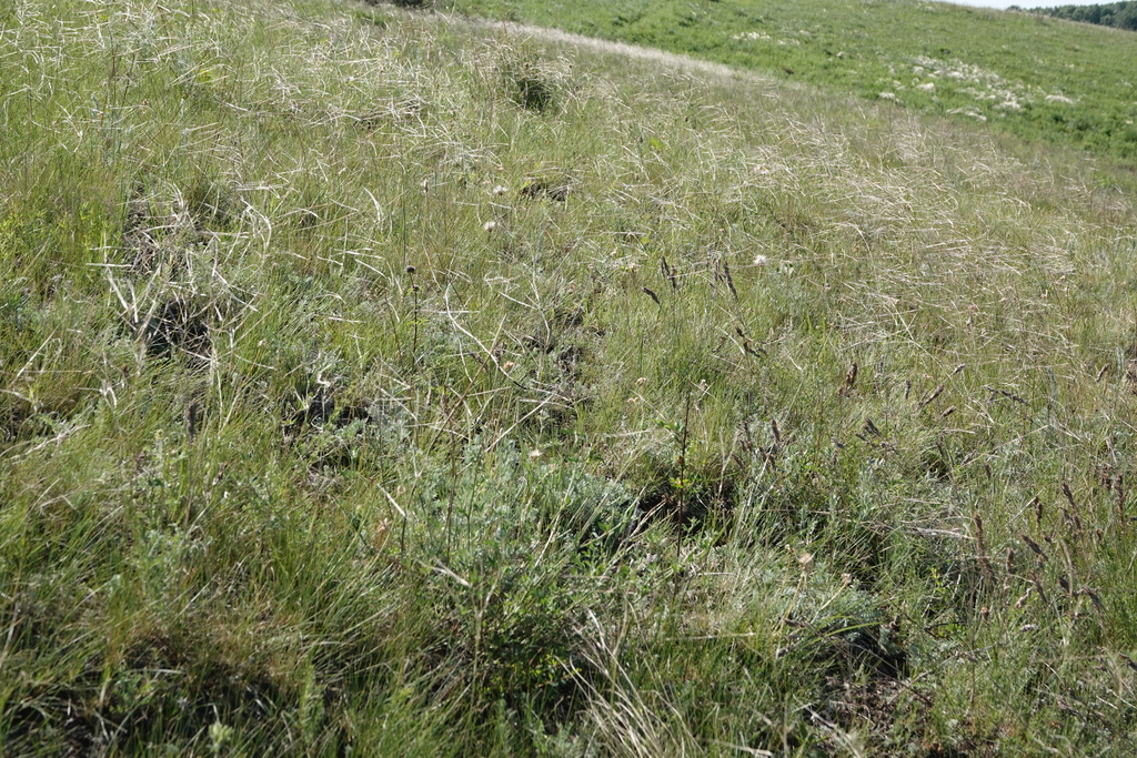 Stipa korshinskyi