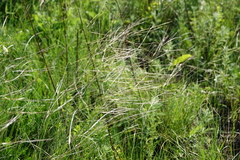 Stipa korshinskyi
