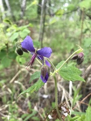 Geranium platyanthum