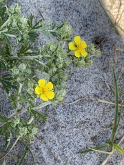 Potentilla concinna