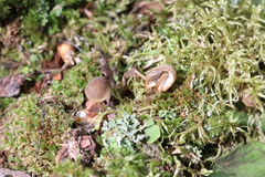 Mycena viridimarginata