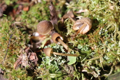 Mycena viridimarginata
