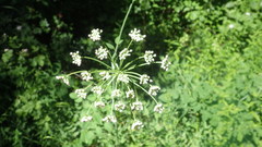 Laserpitium latifolium