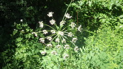Laserpitium latifolium