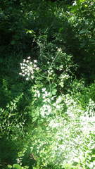 Laserpitium latifolium