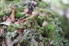 Mycena viridimarginata