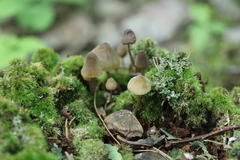 Mycena viridimarginata