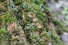 Mycena viridimarginata