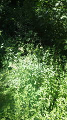 Laserpitium latifolium