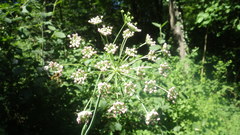 Laserpitium latifolium