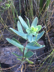 Lobostemon glaucophyllus