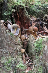 Mycena viridimarginata